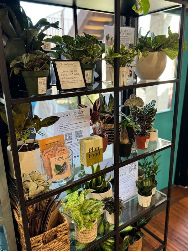 Store shelf stocked with Lifesoulgarden house plants and plant care products