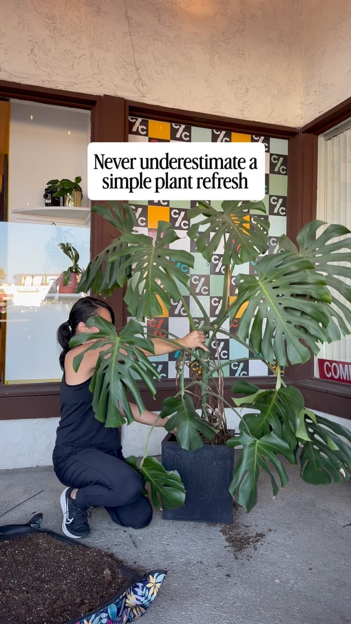 Nerissa repotting a large monstera outside a shop